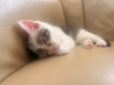 3 baby kittens