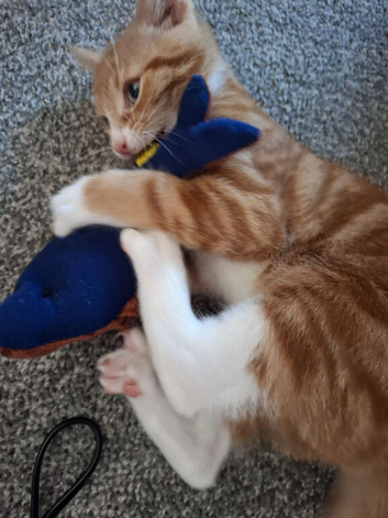 10 week old kitten ready to leave now