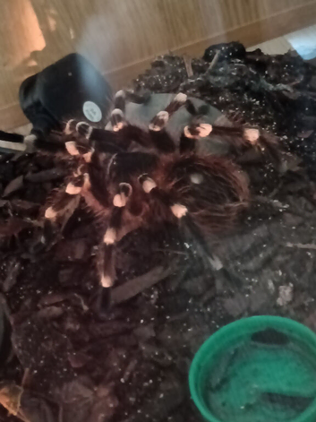 Mature Male A Geniculata