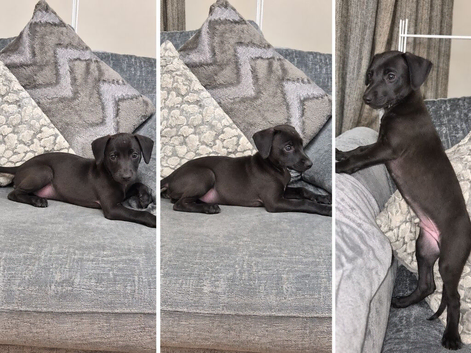 2 Beautiful Bedlington Whippet Puppies for Sale