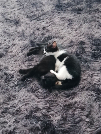 Black kitten 11 weeks old