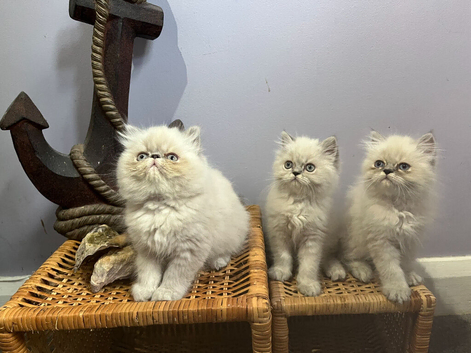 Ready Now. 3 little Persian Pirates ready to set sail