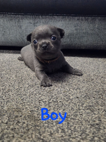 Pedigree Chihuahua Puppies