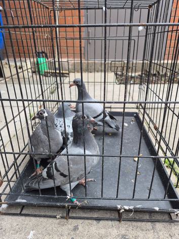 Raceing pidgeons yanssen.
