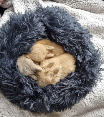 Adorable Pure Bed Netherland Dwarf bunnies