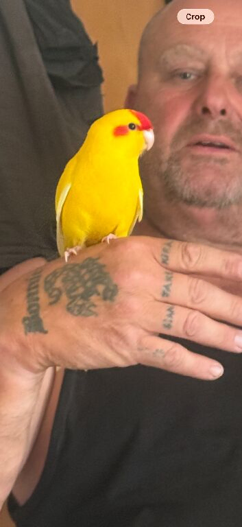 Handreared baby Kakariki
