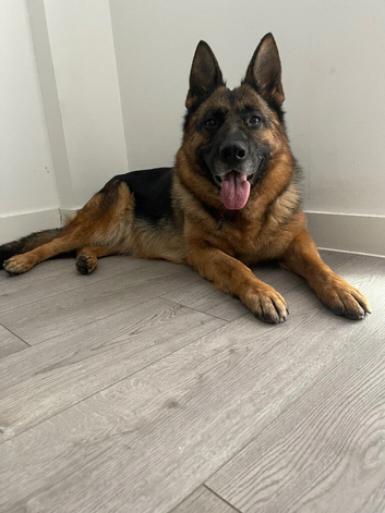 Kc reg German shepherd