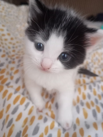 Kitten