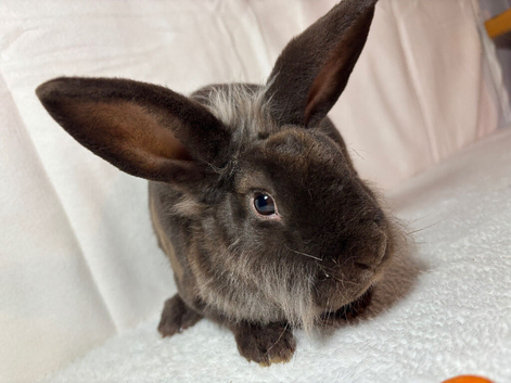 Lionhead X Rex baby