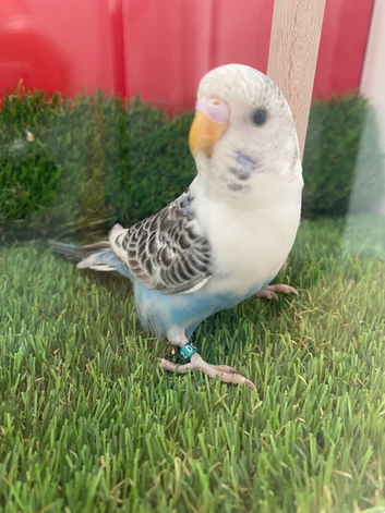 Baby budgie