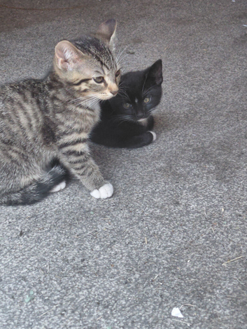 2 male kittens 10 weeks old