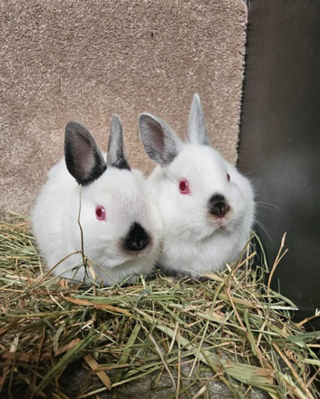 Pure bred Himalayan Dwarfs