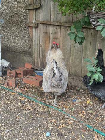 Polish, Plymouth Rock, variety organic egg laying