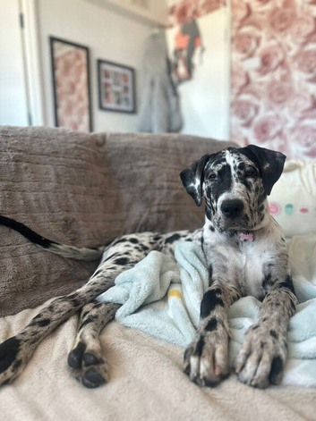 Great Dane x mastiff (daniff) puppy
