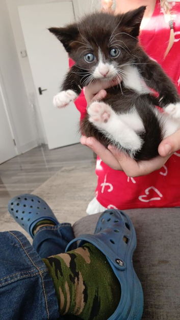 kitten + items