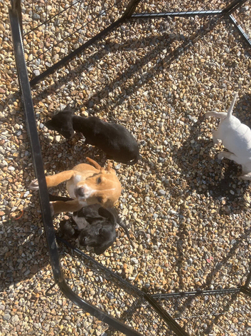Puppys