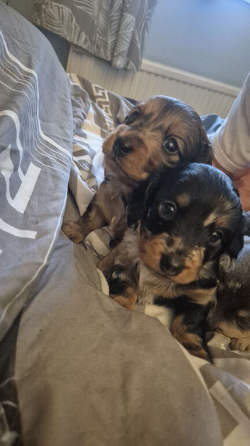 3 male long haired miniature dachshunds