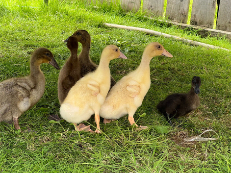 Free Range Ducks