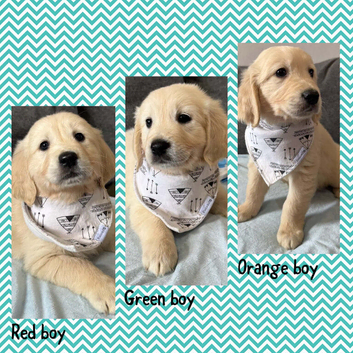 3 Gorgeous golden retriever males for sale