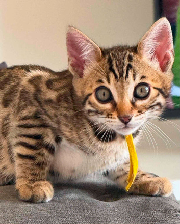 TICA PUREBRED Rare Snow/ Charcoal carrying bengal kittens!