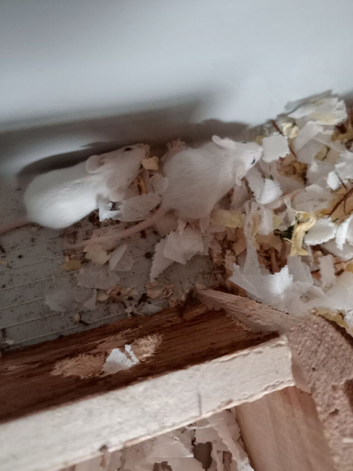 Baby mice