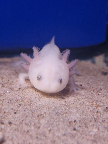Pink Axolotls available