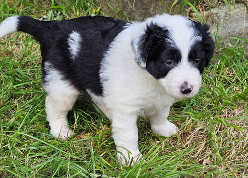 Handsome boy pups