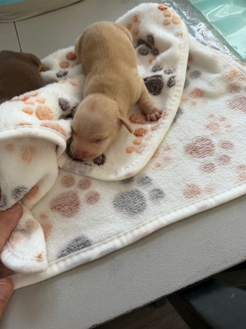 Miniature Dachshunds