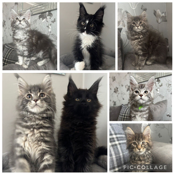 AMAZING HEALTH TESTED TICA REGISTERED MAINE COON KITTENS