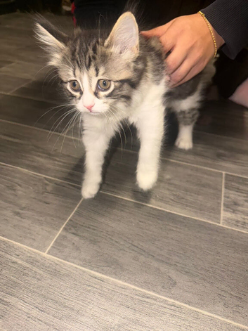 10weeks Kittens (Girls)