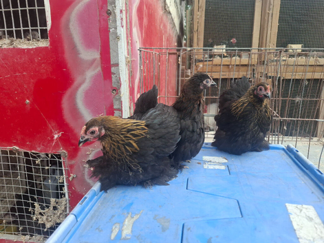 Gold laced pekin pullets