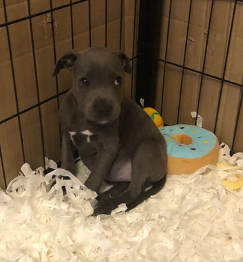 Only 1 blue girl Staffordshire bull terrier left.