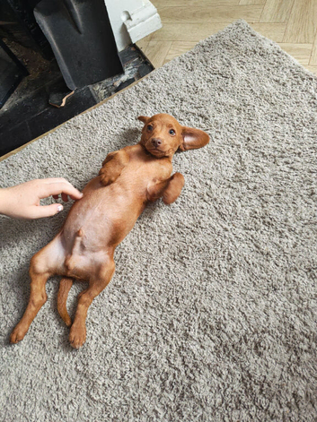 Toy jackapoo pups for sale