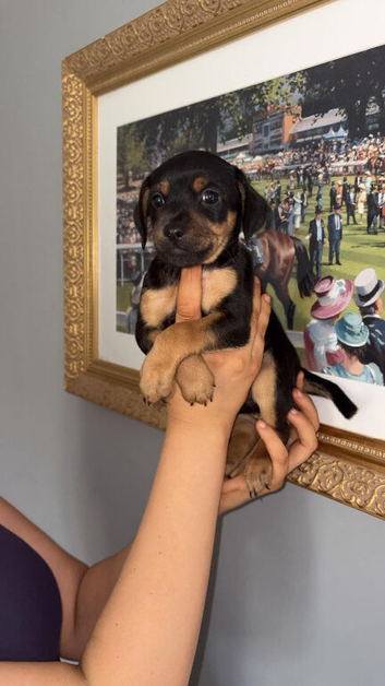 Pinscher/ chi cross cockerpoo