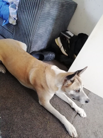 Akitia mixed greyhound
