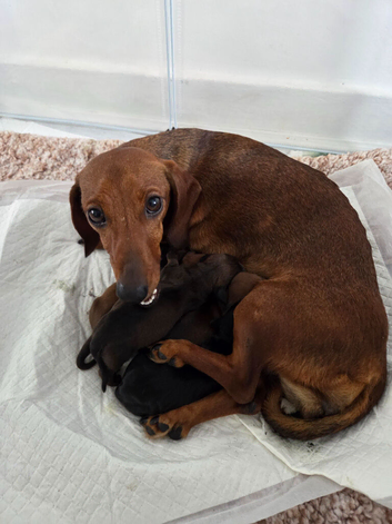 Miniature Dacshund Pups