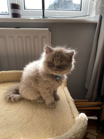 Two British shorthair kittens