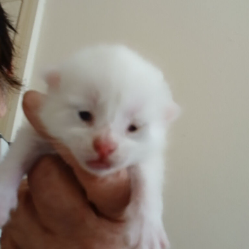 Rag doll x mixed breed