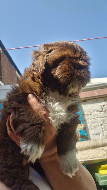 Beautiful Shih Tzu Girls Looking for Their Forever Homes
