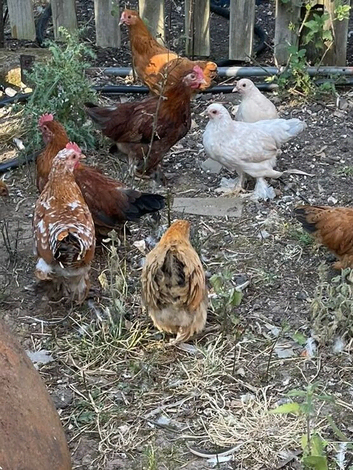 Peking and other bantams
