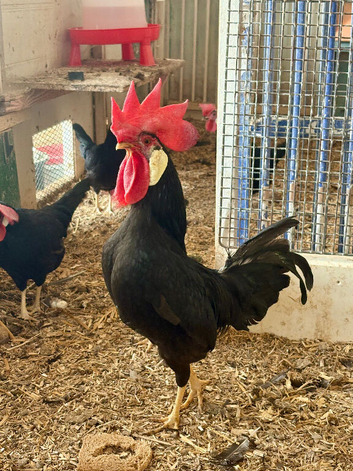 Black Leghorn Bantam Hatching Eggs