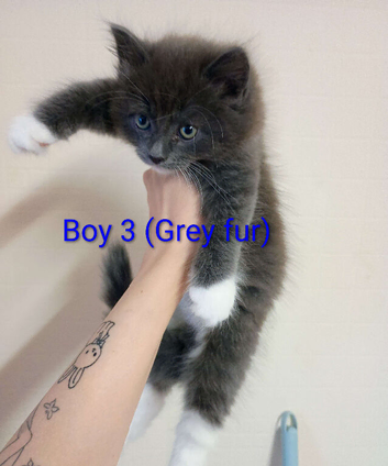 Beautiful male kitten looking for a new home!!