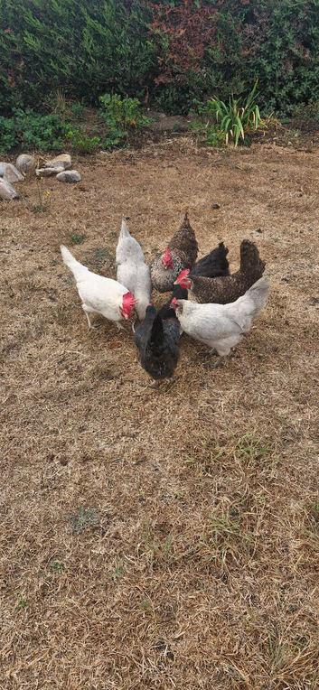 8 chickens. 2.5 year old .good egg layers
