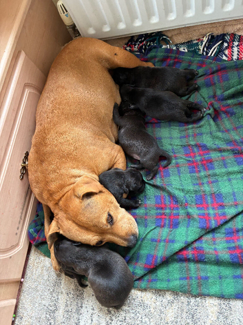 Staffie puppies for sale
