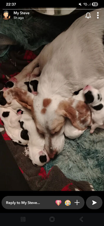 English springer spaniel cross foxhound