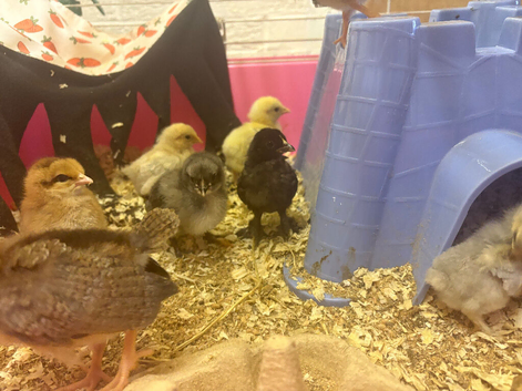 3 day old chicks