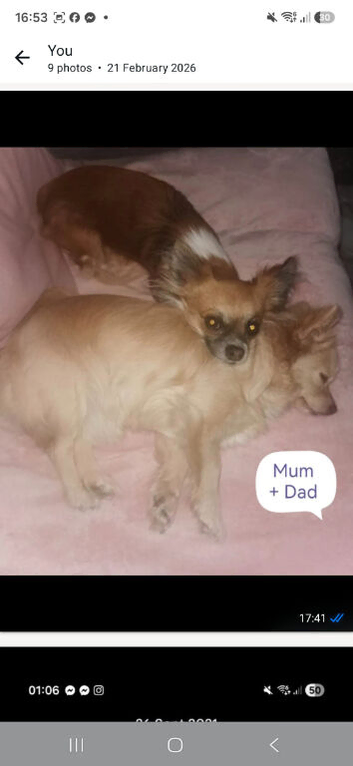 Adorable pure chihuahuas
