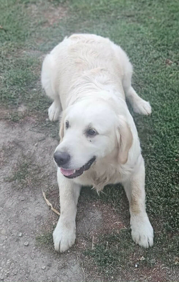 Golden retriever for sale