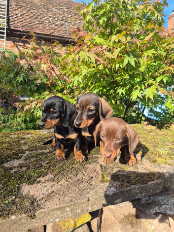 3 Beautiful miniature dachshund boys