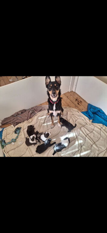 Kelpie cross spaniel pups